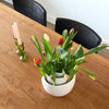'Flower Bowl'