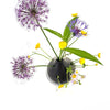 'Tulipiere'