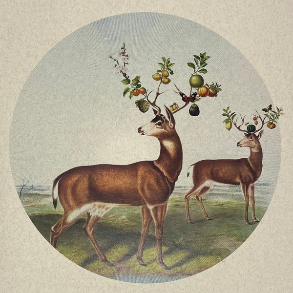 'Horns a Plenty'