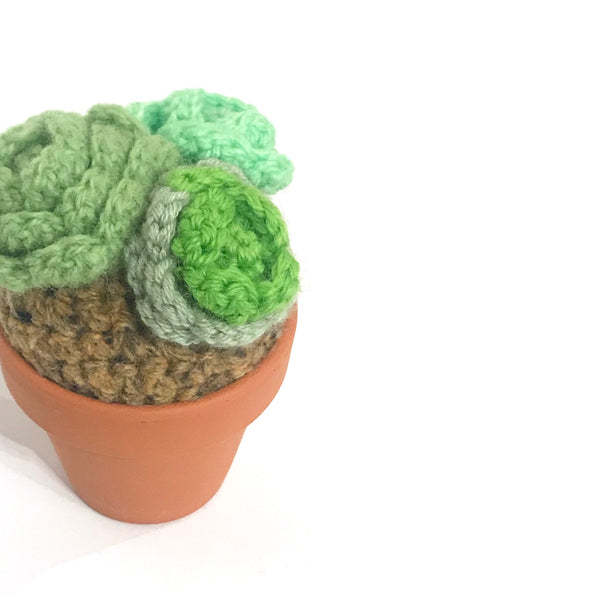 'Cactus'